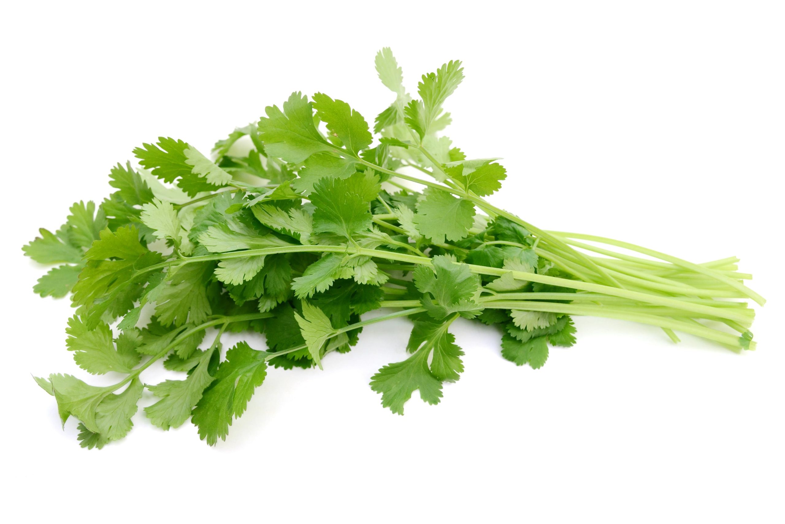 Cilantro (Bunch) Cabovillas PreStock